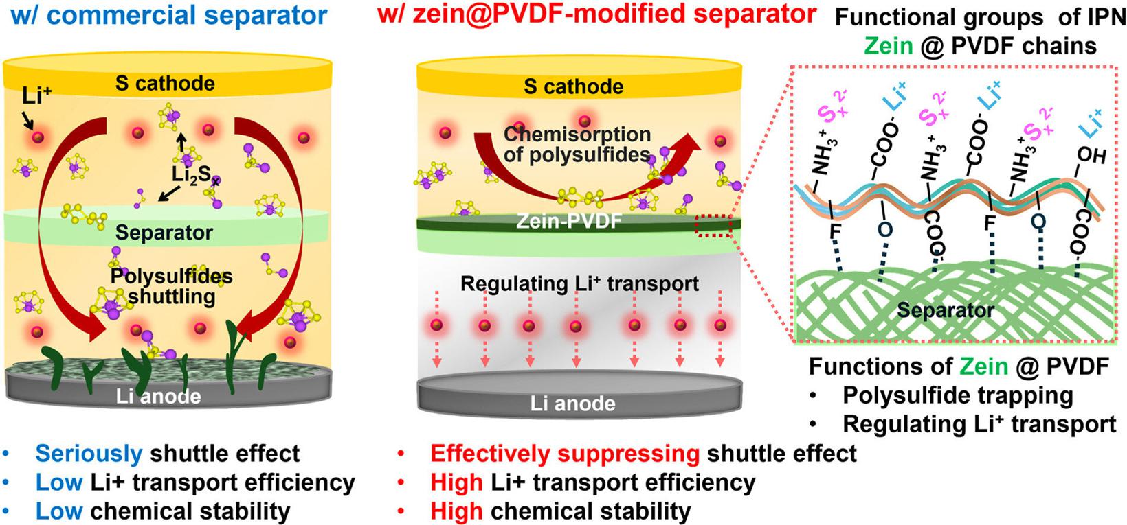 玉米有奇用 华盛顿州立大学利用玉米蛋白提高锂硫电池的性能